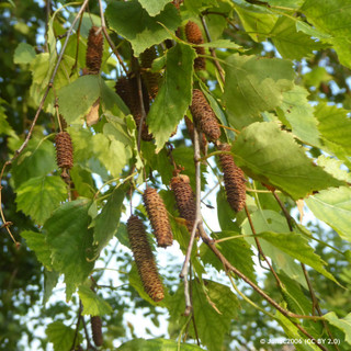 Betula pendula 'Zwister's Glory' - 8/10cm