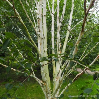 Betula utilis 'Doorenbos' BAREROOT