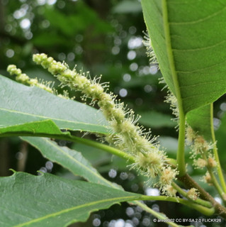 Castanea sativa (Sweet Chestnut) BAREROOT