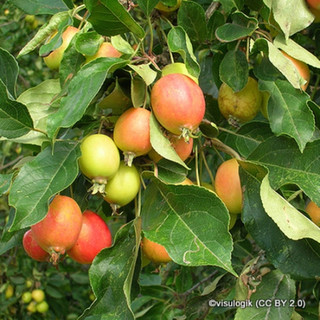 1 x Malus sylvestris (Wild Crabapple) 125-150cm bare root - Single Plant