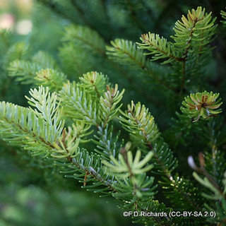 10 x Abies koreana (Korean Fir) 20-30cm bare root