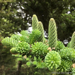 10 x Abies koreana (Korean Fir) 20-30cm bare root