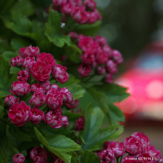 Crataegus laevigata 'Paul's Scarlet' (Hawthorn) - 150/180cm