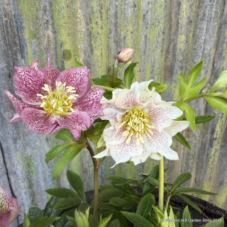Helleborus orientalis (pinks and white mix)