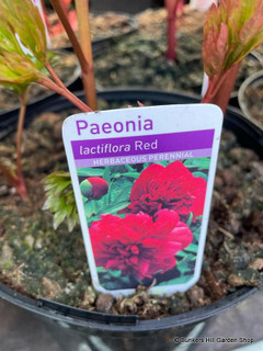 Peonia lactiflora 'Red' - Peony