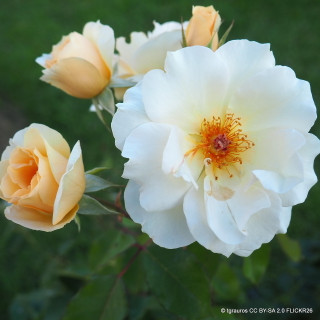 Storyteller - Floribunda Rose