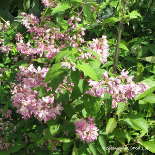 Deutzia 'Raspberry Sundae' - 2ltr pot