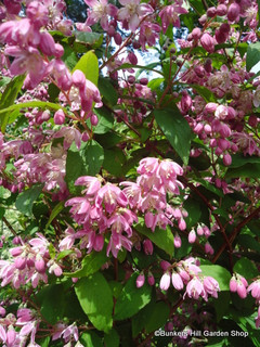 Deutzia 'Strawberry Fields' 3L