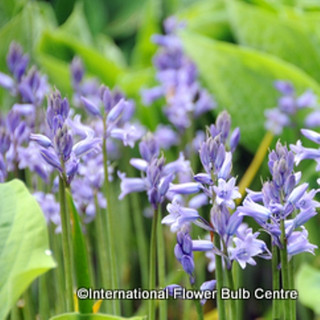 Endymion non sciptus (English Bluebells) 1L