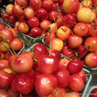 Cherry 'Merton Glory' 2yr tree on Colt rootstock