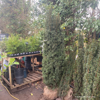 Taxus baccata 'Fastigiata' rootballed 140-160cm BULK RATES AVAILABLE