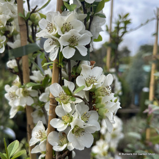 Chaenomeles 'Jet Trail' 3L