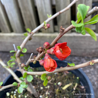 Chaenomeles 'Crimson & Gold' 2ltr