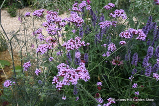 Verbena bonariensis - 4L