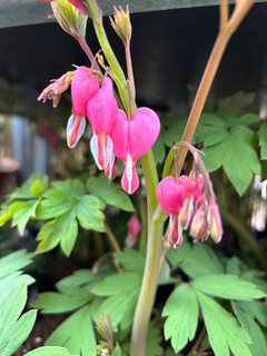 Dicentra pink (4L)