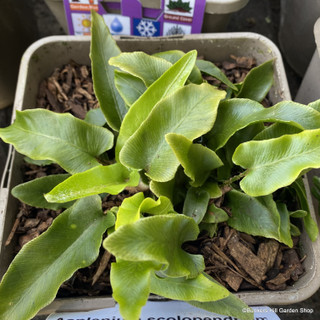 Asplenium scolopendrium  - 3ltr pot