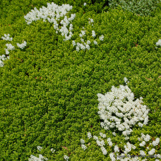 Hebe rakaiensis - 5ltr