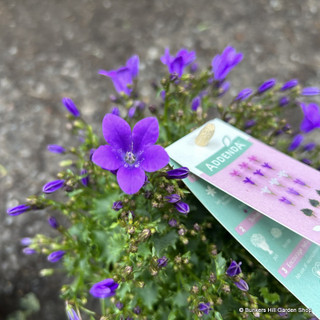 Campanula Ambella 'Intense Purple