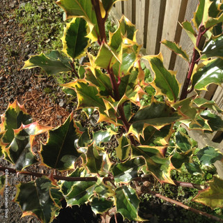 Ilex aquifolium 'Madame Briot' (Holly) 60-80cm - 3ltr