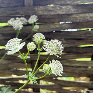 Astrantia 'Buckland' 2L