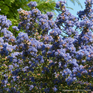 Ceanothus 'Italian Skies' (20L) 1-1.25m cane