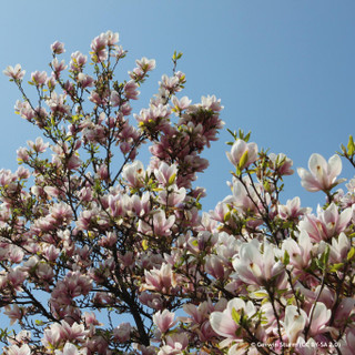 Magnolia soulangeana 100-120cm (10ltr)