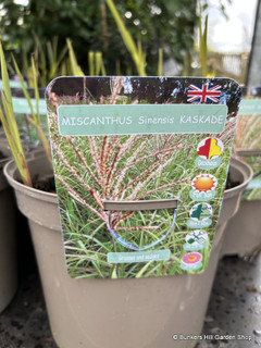 Miscanthus 'Kaskade' - 5L