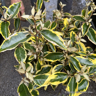 Elaeagnus ebbingei 'Gilt Edge' (p23)