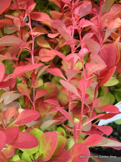 Berberis 'Orange Rocket' 3L