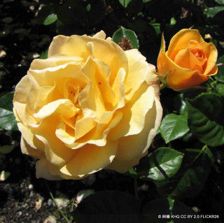 Absolutely Fabulous - Floribunda Rose