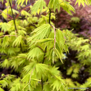 Acer shirasawanum 'Jordan' (20L)