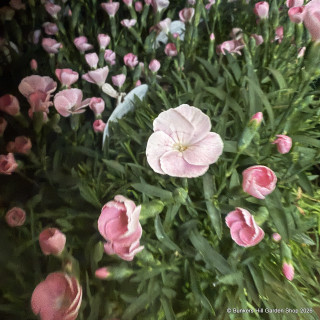 Dianthus (pinks) mixed colours