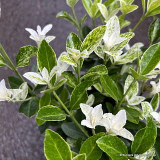 Euonymus jap. 'Pierrolino'