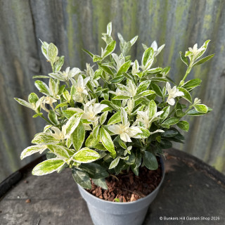 Euonymus jap. 'Pierrolino'