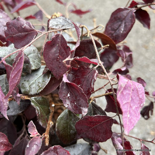 Loropetalum chin. 'Fire Dance'