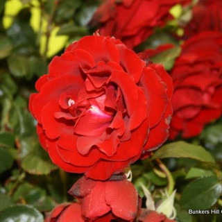 Crimson Cascade - Climbing Rose (Potted)