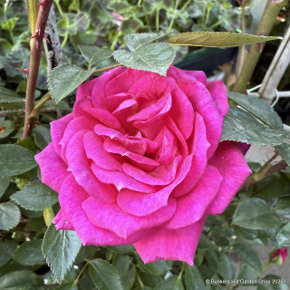 Gloriana - Climbing Rose (Potted)
