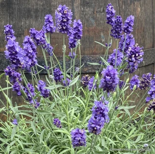Lavender ang. 'BeeZee Blue' 2L