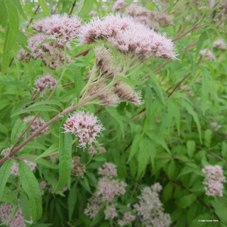 Eupatorium cannabinum (Hemp Agrimony) 1ltr