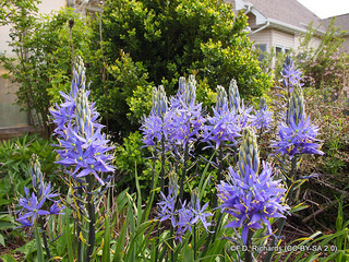 Camassia leichtlinii 'Caerulea' 2L