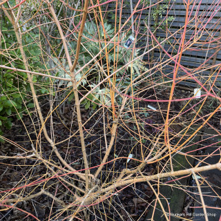 Cornus 'Midwinter Fire' - 3ltr