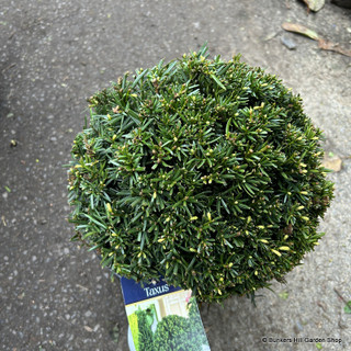 Taxus baccata (Yew) ball 30-35cm