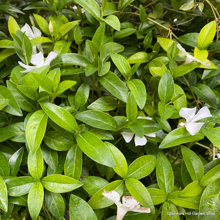 Vinca minor 'Alba' (Lesser White Periwinkle) - 2ltr