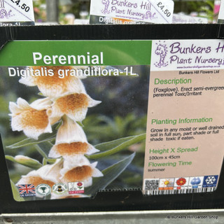 Digitalis grandiflora-1L