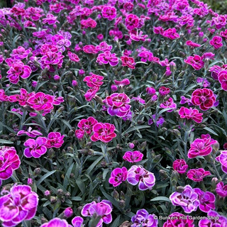 Dianthus 'Purple Wedding' (9cm)