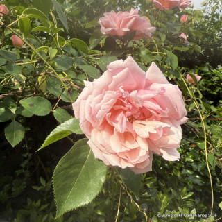 Albertine - Rambling Rose