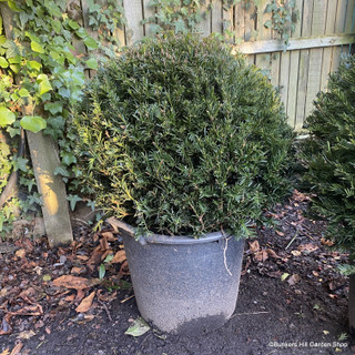 Taxus baccata (Yew) ball 60-65CM