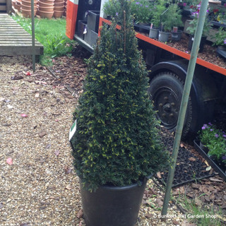 Taxus baccata (Yew) Egyptian pyramid 100-110cm