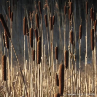 Typha angustifolia (Lesser Bulrush) 3ltr