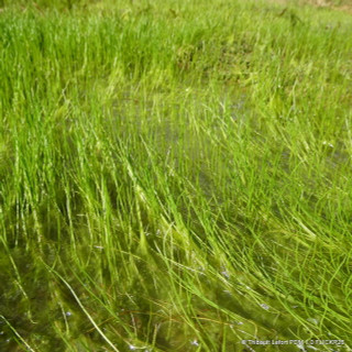 Pilularia globulifera (Pepper Grass) 9cm OXY
